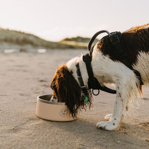 2 Litre Dawny Dog Bowl 